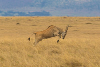 Maasai Mara National Park-371