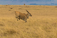Maasai Mara National Park-372