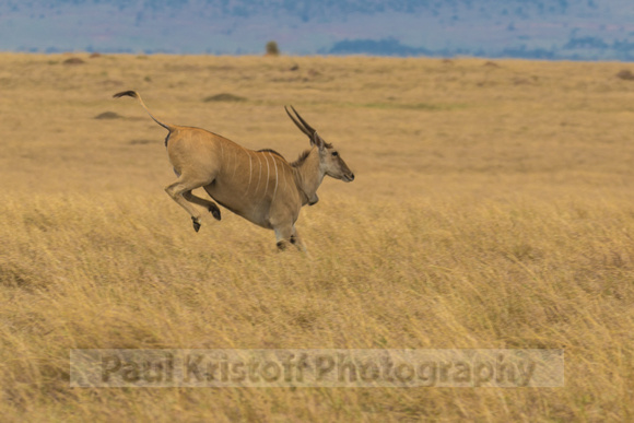 Maasai Mara National Park-372