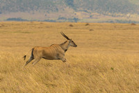Maasai Mara National Park-373