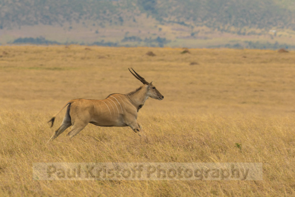 Maasai Mara National Park-373