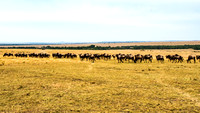 Maasai Mara National Park-3