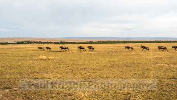 Maasai Mara National Park-4