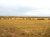 Maasai Mara National Park-5