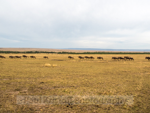 Maasai Mara National Park-5