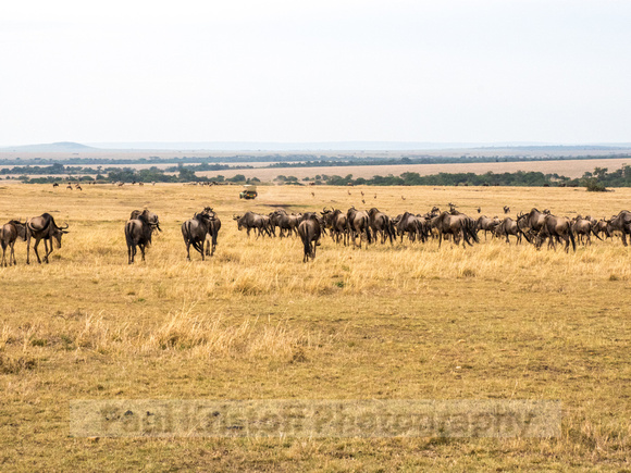 Maasai Mara National Park-6