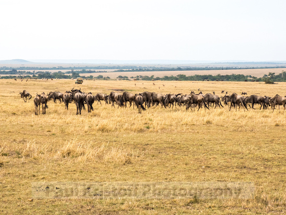 Maasai Mara National Park-7