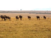 Maasai Mara National Park-8
