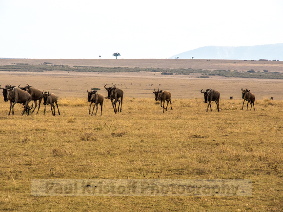 Maasai Mara National Park-8