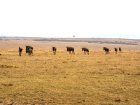Maasai Mara National Park-9