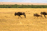 Maasai Mara National Park-11