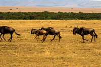 Maasai Mara National Park-12