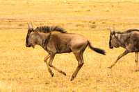 Maasai Mara National Park-13