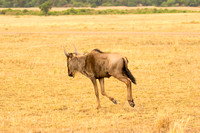 Maasai Mara National Park-17