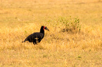 Maasai Mara National Park-18