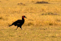 Maasai Mara National Park-22