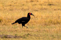 Maasai Mara National Park-24