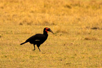 Maasai Mara National Park-26