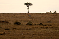 Maasai Mara National Park-29