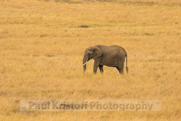 Maasai Mara National Park-35