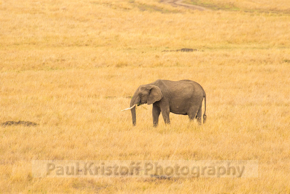 Maasai Mara National Park-40