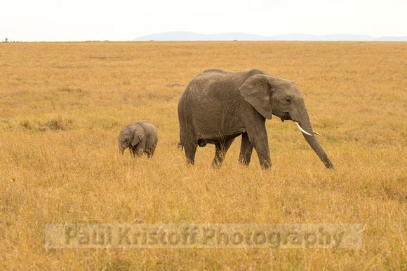 Maasai Mara National Park-42