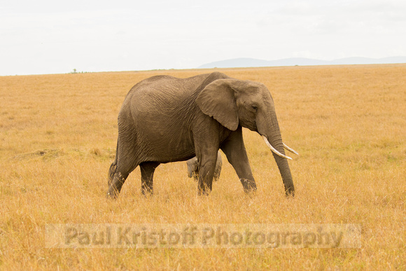 Maasai Mara National Park-44