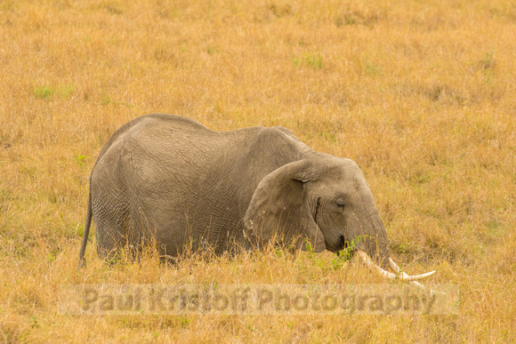 Maasai Mara National Park-51