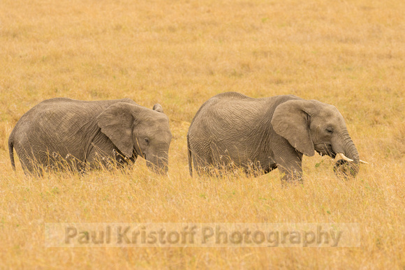 Maasai Mara National Park-52