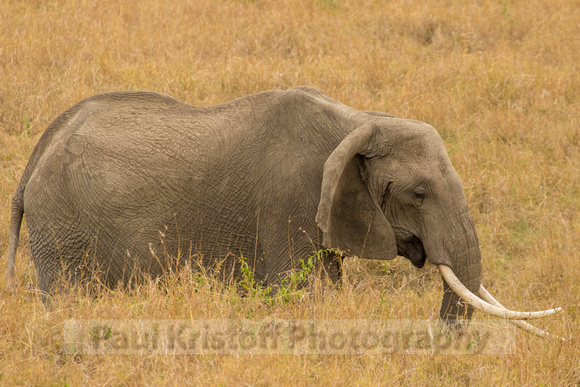Maasai Mara National Park-54