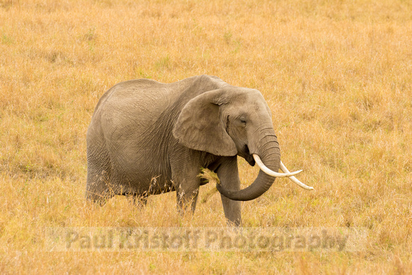 Maasai Mara National Park-59