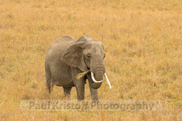 Maasai Mara National Park-61