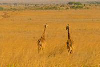 Giraffes walking