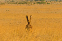 Nairobi National Park-445
