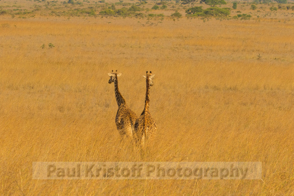 Nairobi National Park-453
