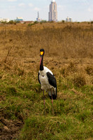 Nairobi National Park-36
