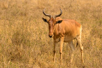 Nairobi National Park-84