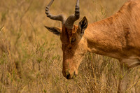 Nairobi National Park-98