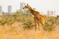 Nairobi National Park-104