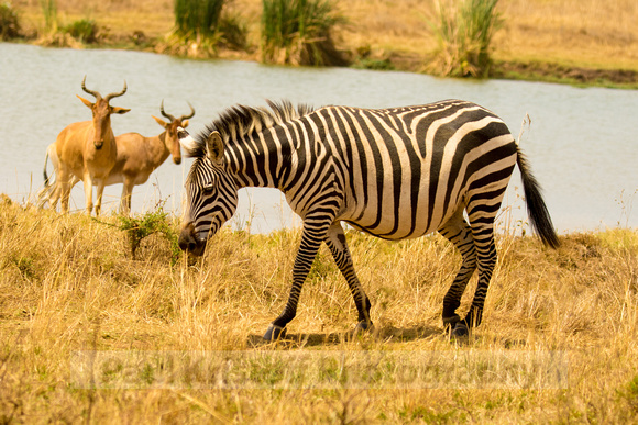 Nairobi National Park-159