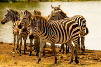 Nairobi National Park-164
