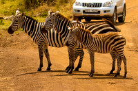 Nairobi National Park-188