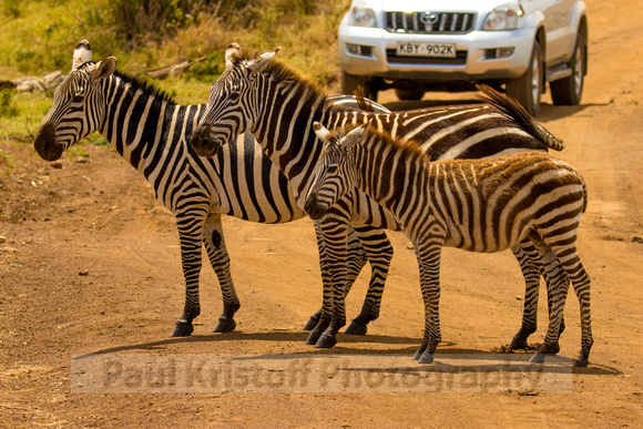 Nairobi National Park-188