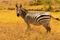 Nairobi National Park-193