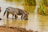 Nairobi National Park-250