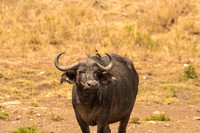 Nairobi National Park-295