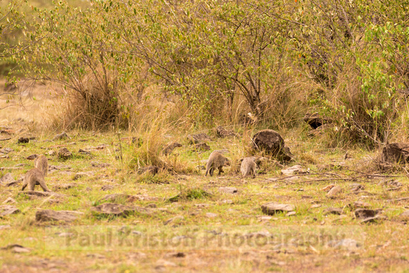 Maasai Mara National Park-175