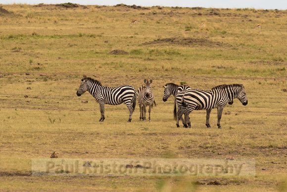 Maasai Mara National Park-239