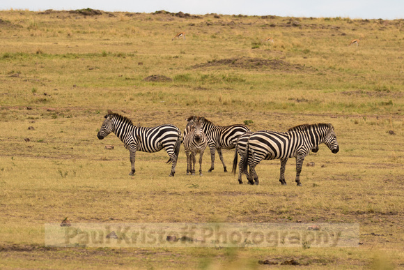 Maasai Mara National Park-240