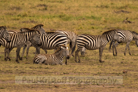 Maasai Mara National Park-244